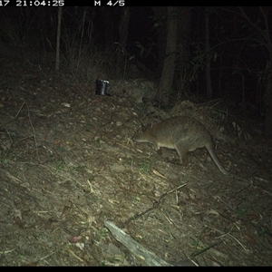 Thylogale thetis at Pappinbarra, NSW - 17 Nov 2024 09:04 PM