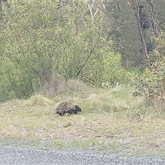 Tachyglossus aculeatus (Short-beaked Echidna) at Tharwa, ACT - 22 Nov 2024 by GirtsO