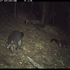 Trichosurus caninus (Mountain Brushtail Possum) at Pappinbarra, NSW - 17 Nov 2024 by jonvanbeest