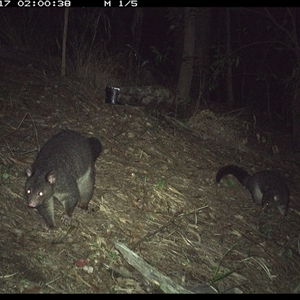 Trichosurus caninus at Pappinbarra, NSW - 17 Nov 2024 02:00 AM