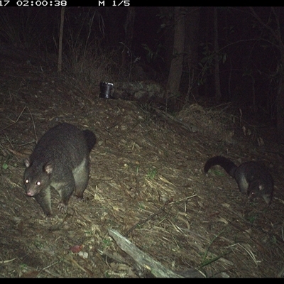 Unidentified Possum or Glider at Pappinbarra, NSW - 16 Nov 2024 by jonvanbeest