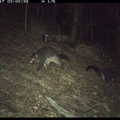 Trichosurus caninus at Pappinbarra, NSW - 17 Nov 2024 02:00 AM