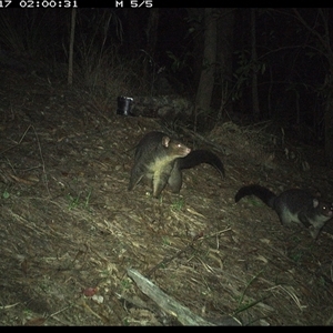 Trichosurus caninus at Pappinbarra, NSW - 17 Nov 2024 02:00 AM