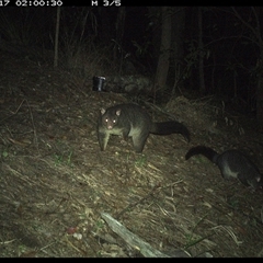 Trichosurus caninus at Pappinbarra, NSW - 17 Nov 2024 02:00 AM