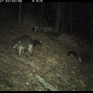 Trichosurus caninus at Pappinbarra, NSW - 17 Nov 2024 02:00 AM