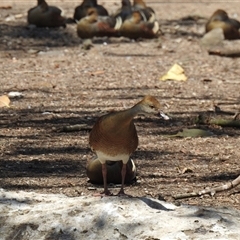 Dendrocygna eytoni (Plumed Whistling-Duck) at Bundaberg North, QLD - 5 Oct 2024 by Gaylesp8