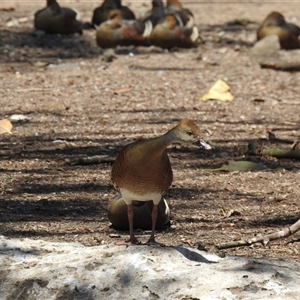 Dendrocygna eytoni at Bundaberg North, QLD - 5 Oct 2024