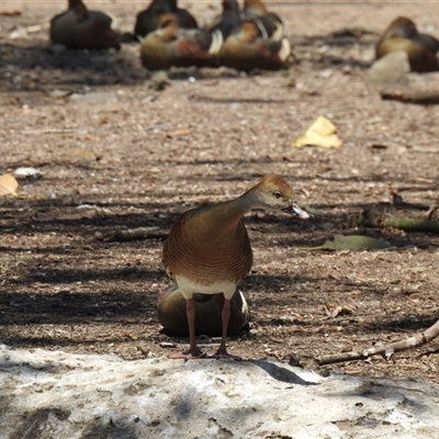 Dendrocygna eytoni (Plumed Whistling-Duck) at Bundaberg North, QLD - 5 Oct 2024 by Gaylesp8