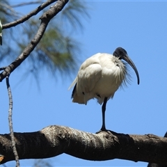 Threskiornis molucca at Bundaberg North, QLD - 5 Oct 2024 12:41 PM
