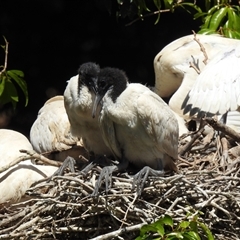 Threskiornis molucca at Bundaberg North, QLD - 5 Oct 2024 12:41 PM