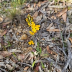 Goodenia bellidifolia subsp. bellidifolia at Bombay, NSW - 23 Nov 2024 by MatthewFrawley