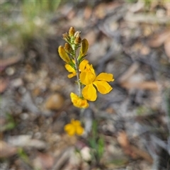 Goodenia bellidifolia subsp. bellidifolia at Bombay, NSW - 23 Nov 2024 04:27 PM