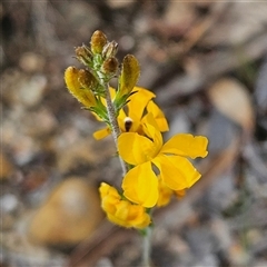 Goodenia bellidifolia subsp. bellidifolia at Bombay, NSW - 23 Nov 2024