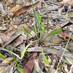 Goodenia bellidifolia subsp. bellidifolia at Bombay, NSW - 23 Nov 2024