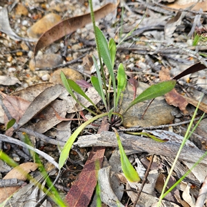 Goodenia bellidifolia subsp. bellidifolia at Bombay, NSW - 23 Nov 2024 04:27 PM