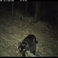 Felis catus at Pappinbarra, NSW - 9 Nov 2024 by jonvanbeest