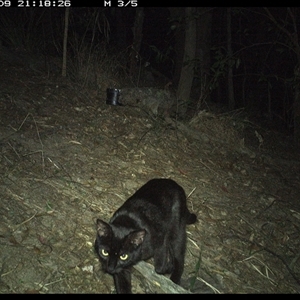 Felis catus (Feral Cat) at Pappinbarra, NSW by jonvanbeest