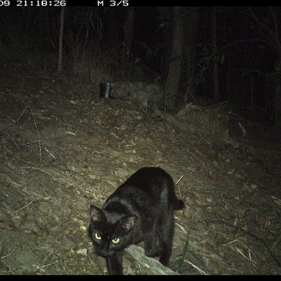 Felis catus (Feral Cat) at Pappinbarra, NSW - 9 Nov 2024 by jonvanbeest