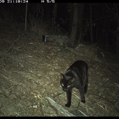 Felis catus at Pappinbarra, NSW - 9 Nov 2024