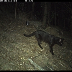 Felis catus at Pappinbarra, NSW - 9 Nov 2024