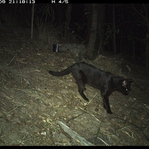 Felis catus at Pappinbarra, NSW - 9 Nov 2024 09:18 PM