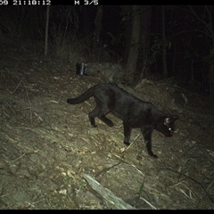 Felis catus at Pappinbarra, NSW - 9 Nov 2024