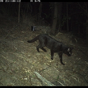 Felis catus at Pappinbarra, NSW - 9 Nov 2024 09:18 PM