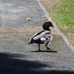 Chenonetta jubata at Bundaberg North, QLD - 5 Oct 2024 by Gaylesp8