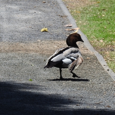 Chenonetta jubata at Bundaberg North, QLD - 5 Oct 2024 by Gaylesp8