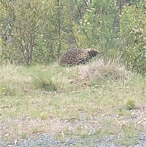 Tachyglossus aculeatus at Tharwa, ACT - 22 Nov 2024