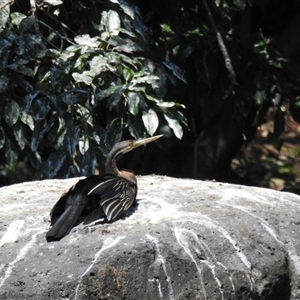 Anhinga novaehollandiae at Bundaberg North, QLD - 5 Oct 2024