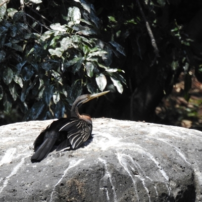 Anhinga novaehollandiae at Bundaberg North, QLD - 5 Oct 2024 by Gaylesp8