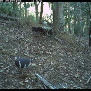 Leucosarcia melanoleuca at Pappinbarra, NSW - 9 Nov 2024 05:55 AM