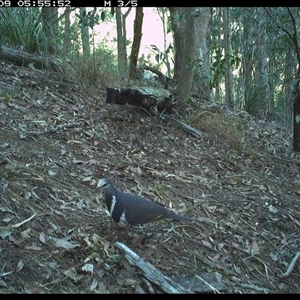 Leucosarcia melanoleuca at Pappinbarra, NSW - 9 Nov 2024 05:55 AM