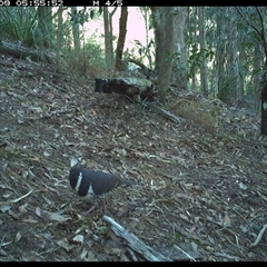 Leucosarcia melanoleuca at Pappinbarra, NSW - 9 Nov 2024 05:55 AM