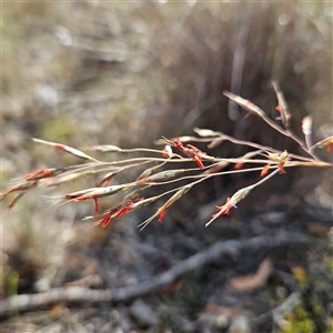 Rytidosperma pallidum at Bombay, NSW - 23 Nov 2024