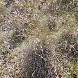 Rytidosperma pallidum at Bombay, NSW - 23 Nov 2024