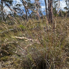 Rytidosperma pallidum at Bombay, NSW - 23 Nov 2024