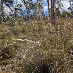 Rytidosperma pallidum at Bombay, NSW - 23 Nov 2024 04:35 PM