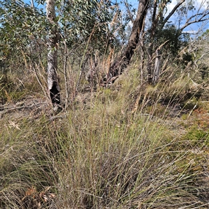 Rytidosperma pallidum at Bombay, NSW - 23 Nov 2024