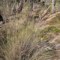 Rytidosperma pallidum at Bombay, NSW - 23 Nov 2024