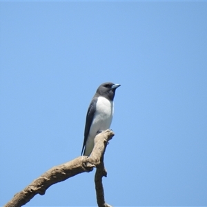 Artamus leucorynchus at Bundaberg North, QLD - 5 Oct 2024