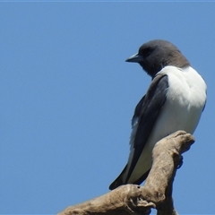 Artamus leucorynchus at Bundaberg North, QLD - 5 Oct 2024