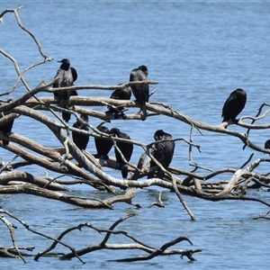 Phalacrocorax sulcirostris at Bundaberg North, QLD - 5 Oct 2024