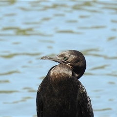 Phalacrocorax sulcirostris at Bundaberg North, QLD - 5 Oct 2024