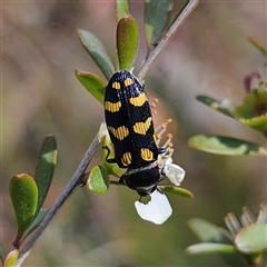 Castiarina australasiae (A jewel beetle) at Bombay, NSW - 23 Nov 2024 by MatthewFrawley