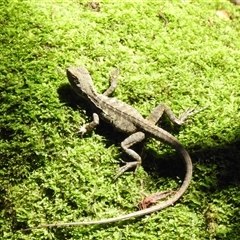 Intellagama lesueurii lesueurii (Eastern Water Dragon) at Bundaberg North, QLD - 5 Oct 2024 by Gaylesp8