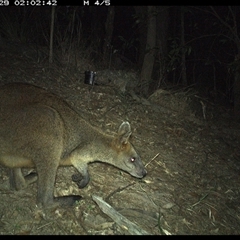 Wallabia bicolor (Swamp Wallaby) at Pappinbarra, NSW - 29 Oct 2024 by jonvanbeest