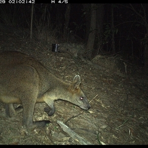 Wallabia bicolor at Pappinbarra, NSW - 29 Oct 2024 02:03 AM