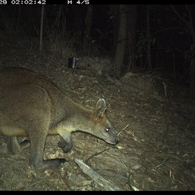 Wallabia bicolor (Swamp Wallaby) at Pappinbarra, NSW - 29 Oct 2024 by jonvanbeest